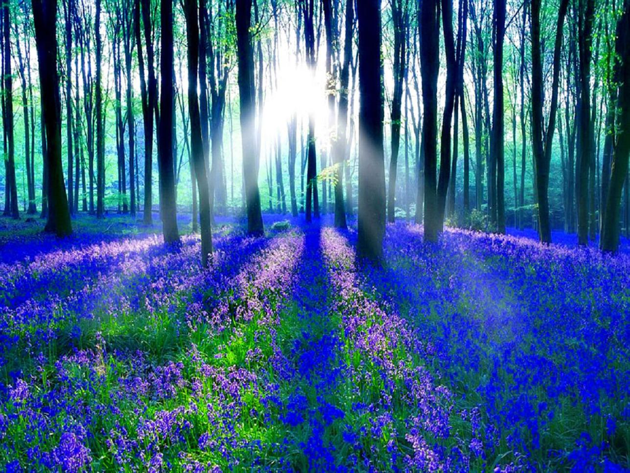 Bluebells in wooded area. Becomes a unicorn running in a field of goldenrod when the word Unicorn is clicked