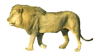 lion walking gif