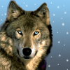 wolf in snow with glittering eyes gif