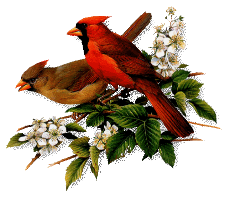 a pair of cardinals gif