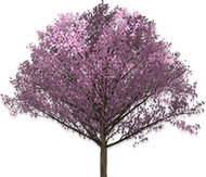 cherryblossom tree