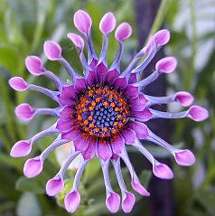 Exotic Bluebell flower