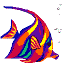 Colorful angelfish