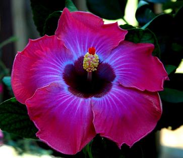 Hibiscus flower