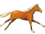 horse gif